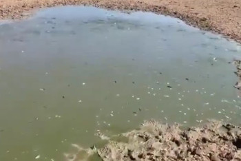 Фотография к новости: Тысячи мальков сазана гибнут в Атырауской области