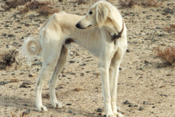Фотография к новости: Казахстанские кинологи предлагают ввести уголовное наказание за стерилизацию тазы
