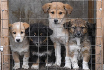 Фотография к новости: Из-за роста цен в Германии стало больше бездомных животных