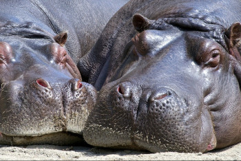 Фотография к новости: Пили чай с вареньем: зоопарку Шымкента предъявили за "прожорливых" животных
