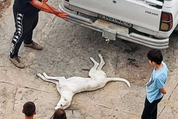 Фотография к новости: Отстрел собаки на глазах детей возмутил жителей Актау