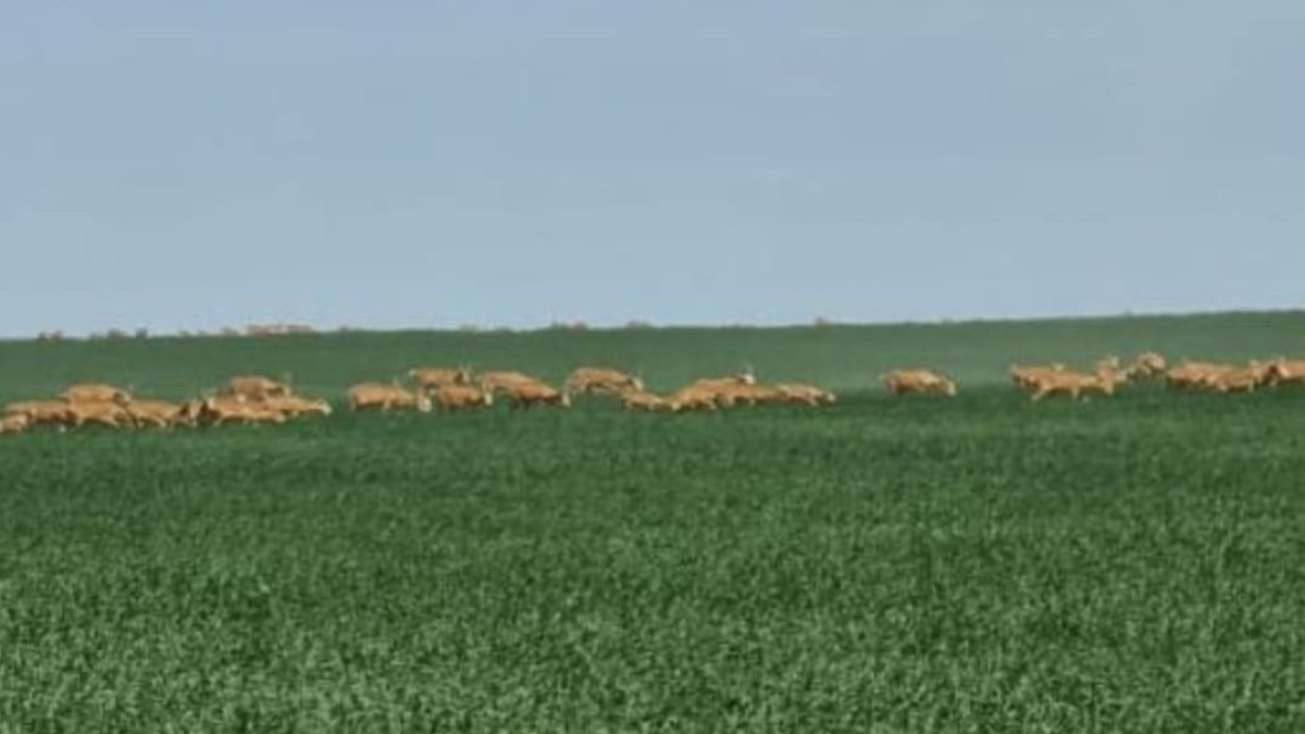  Данияр Жусупов.