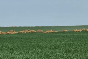 Фотография к новости: "Дронами уже не напугаешь": сайгаки атаковали поля фермеров Карагандинской области