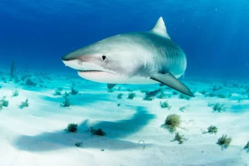 Фотография к новости: Акула откусила руку туристке на пляже в Египте