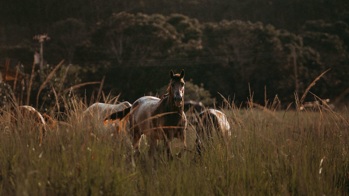  pexels.com / иллюстративное