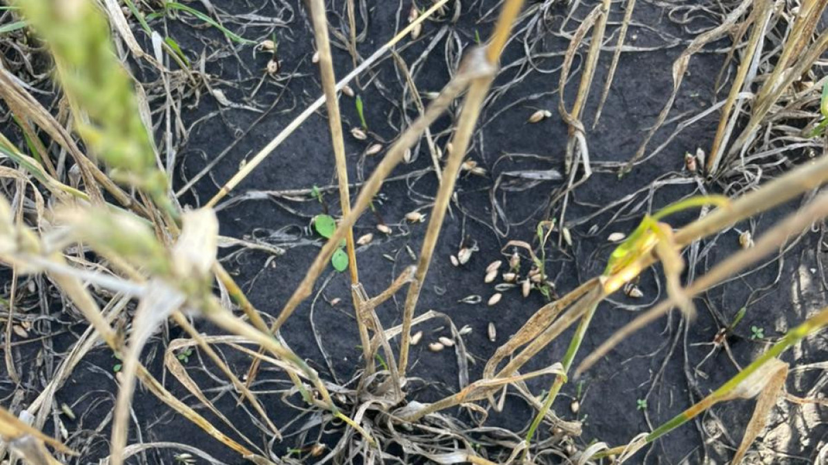  аграрии Костанайской области.