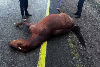 Фотография к новости: Автомобиль столкнулся с лошадью на дороге в Жетысу, погиб мужчина