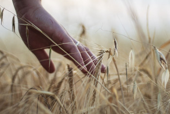 Фотография к новости: Токаев поручил Правительству помочь производителям зерна