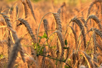 Фотография к новости: Задержаны руководители АО "Продкорпорация"