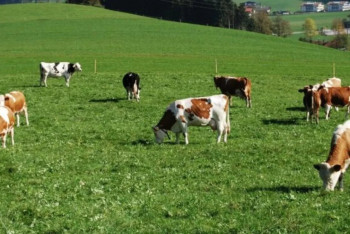 Фотография к новости: Пастбища стоимостью 285 миллионов тенге возвращены государству