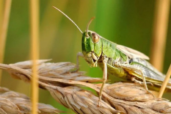 Фотография к новости: Пик распространения саранчи прогнозируют в 2024 году в Казахстане