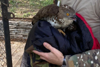 Фотография к новости: Хищную птицу спасли сотрудники национального парка "Бурабай"