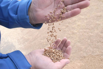 Фотография к новости: Аграрии СКО сделали заявление по качеству урожая пшеницы