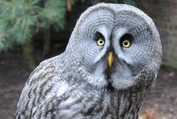 Фотография к новости: Редкую бородатую сову сняли на видео в Бурабае