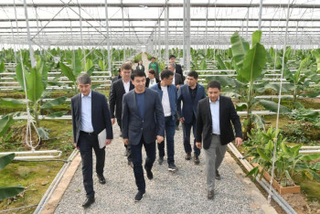 Фотография к новости: Манго и авокадо планируют выращивать в Туркестанской области