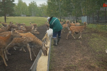 Фотография к новости: Спецрепортаж: мараловодческое хозяйство и центр пантолечения в Бурабае