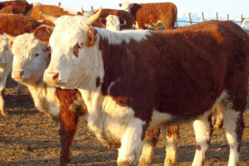 Фотография к новости: Ветеринарные службы подделывали справки на мясную продукцию и акты вакцинации в СКО