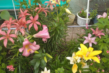 Фотография к новости: Жительницу Рудного по жалобе соседки оштрафовали за выращивание цветов возле дома