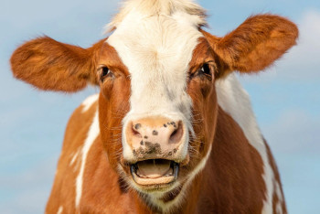 Фотография к новости: Испанскому инвестору 3 года создавали проволочки в Акмолинской области