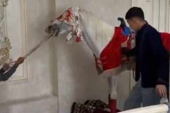 Фотография к новости: За пригнанную на сундет той лошадь накажут владельца животного в Шымкенте