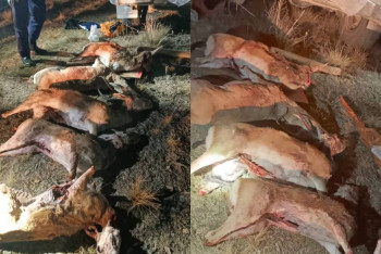 Фотография к новости: Застреливших краснокнижных джейранов браконьеров задержали в Жамбылской области