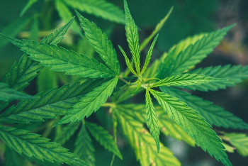 Фотография к новости: Около трёх тонн наркорастения вырастил алматинец во дворе дома