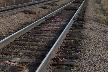 Фотография к новости: Грузовой поезд сбил 20 овец в СКО