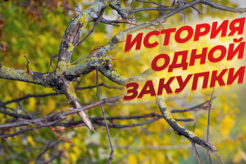 Фотография к новости: История одной закупки: по чьей вине гибнут деревья в Актобе