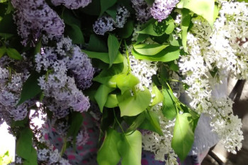 Фотография к новости: Сирень зацвела в середине октября в Актобе