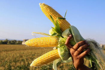 Фотография к новости: Спрос на казахстанскую кукурузу растёт на мировых рынках