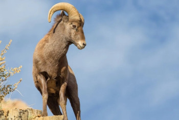 Фотография к новости: Численность краснокнижных архаров выросла в Мангистау