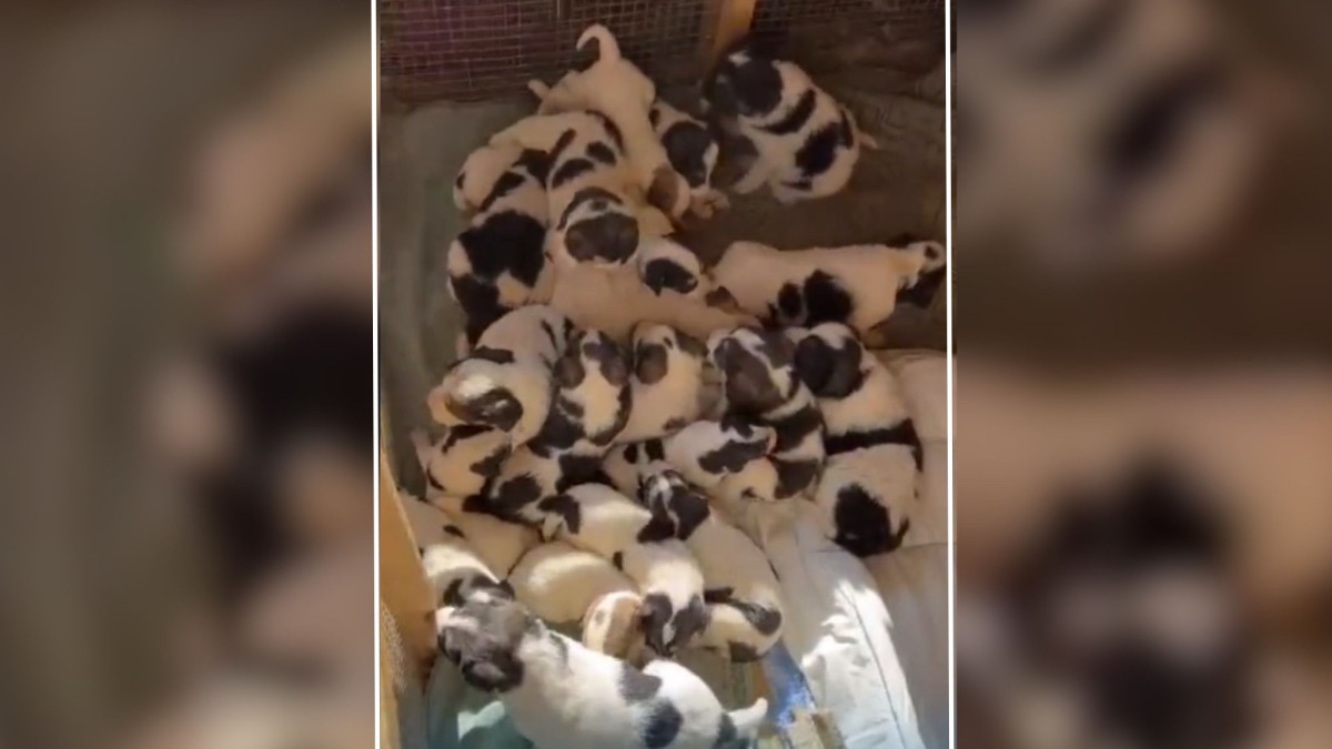  скриншот с видео