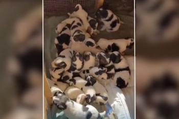 Фотография к новости: В Шымкенте собака принесла 23 щенков: малыши попали в отлов