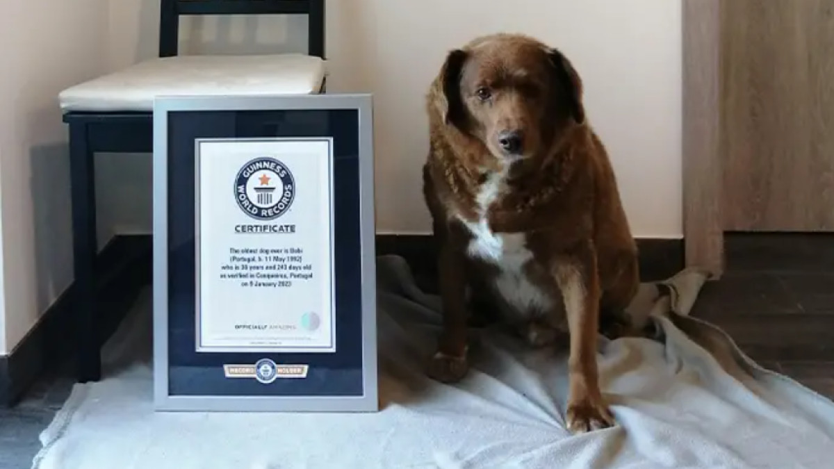  guinnessworldrecords.com