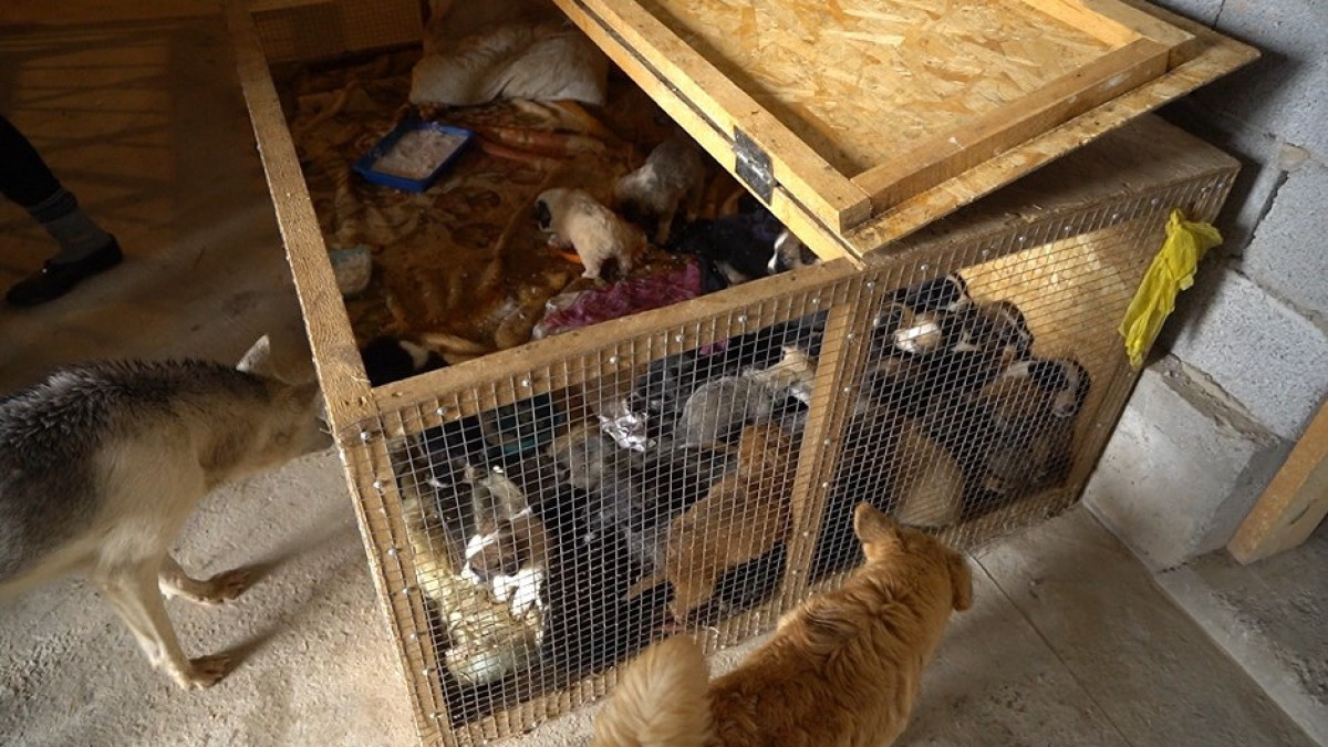  клуб «Помоги животным»