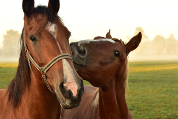 Фотография к новости: Спортшкола Актобе потратила миллионы на закуп обычных скакунов вместо породистых