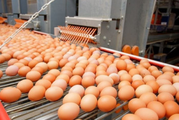 Фотография к новости: На 14% подорожали яйца в Казахстане за год