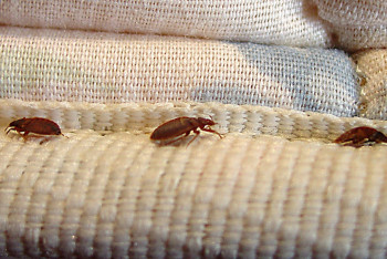 Фотография к новости: Мангистаусцев обучат травить насекомых