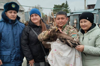 Фотография к новости: Краснокнижного орла спасли в Костанайской области