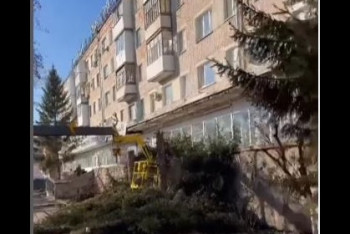 Фотография к новости: Многолетние ели спилили для ремонта крыльца магазина в Петропавловске