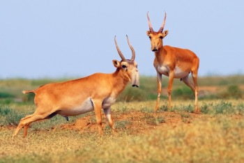 Фотография к новости: Минприроды предлагает разрешить любительскую охоту на сайгаков