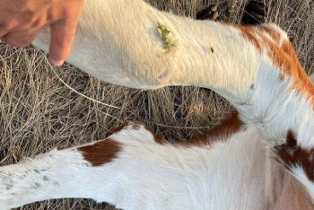 Фотография к новости: Что скрывает Минсельхоз: эксперт сделал жуткие прогнозы по сибирской язве в Казахстане