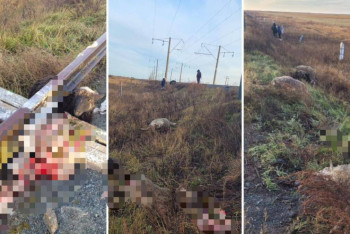 Фотография к новости: 16 баранов попали под поезд в СКО