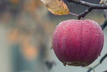Фотография к новости: Апорт запатентовали как бренд в Казахстане