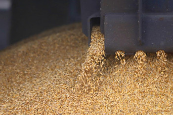 Фотография к новости: 200 тысяч тонн зерна поставит Казахстан в Китай