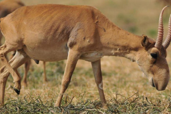 Фотография к новости: Казахстан будет продавать рога сайгаков за рубеж