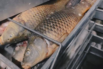 Фотография к новости: Спецоперация по обезвреживанию браконьеров в Жетысу: задержаны 30 человек