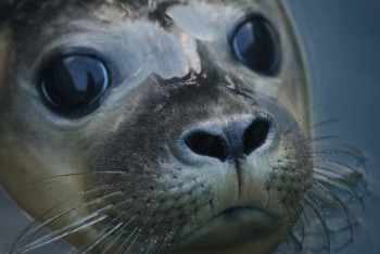 Фотография к новости: Когда создадут резерват для тюленей в Мангистау