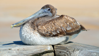 Фотография к новости: Пеликаны прилетели на угольный разрез в Экибастузе