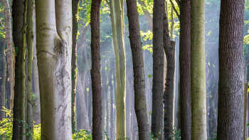 Фотография к новости: Целый лес вырубили двое мужчин в Жетысу